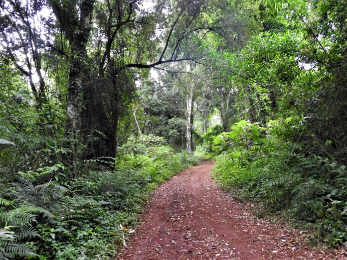 Senderos-del-bosque_RebecaIrala-scaled