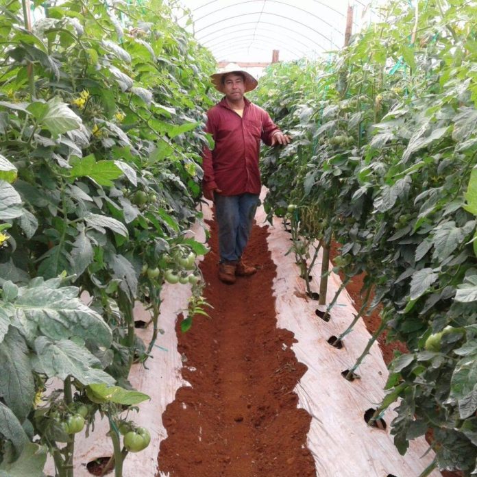 teodoro galeano y su planatación de tomate